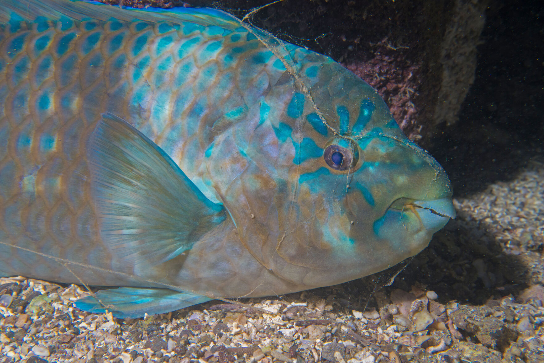 Night diving, Sea of Cortez, San Carlos